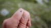 „Infecționistul mă trimitea la psihiatru”. Cum se tratează în Moldova boala Lyme, transmisă de căpușe