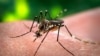 Çybynyň Aedes görnüşiniň zika wirusyny ýaýratmagy dünýäniň hemme ýerinde bolýar.