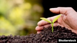 Продаж сільськогосподарської землі в Україні наразі офіційно заборонений